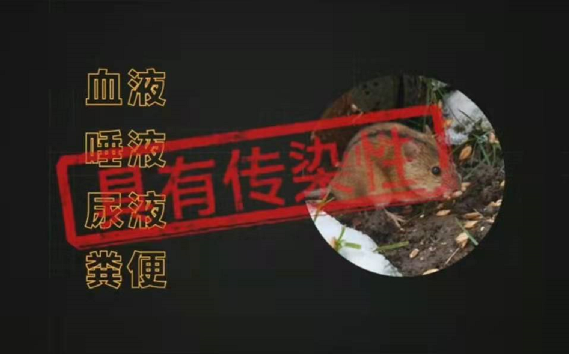 流行性出血热老鼠传染性.png
