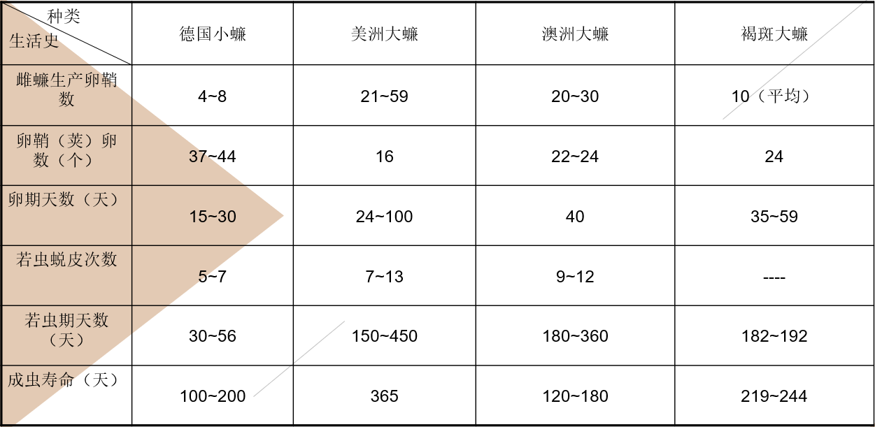 蟑螂孵化.png