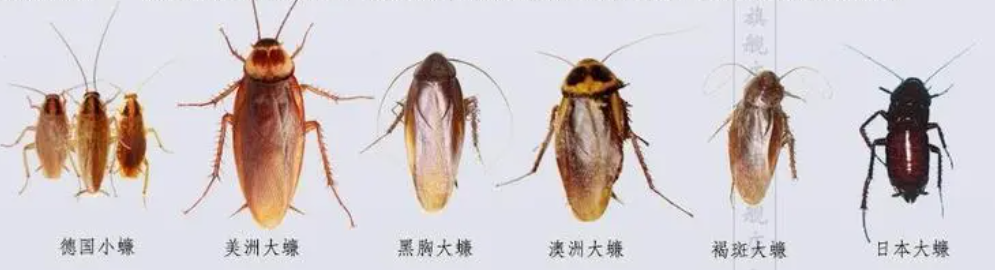 蟑螂种类.png