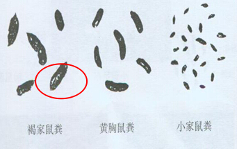 老鼠屎.png
