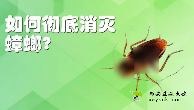 蟑螂如何彻底消灭