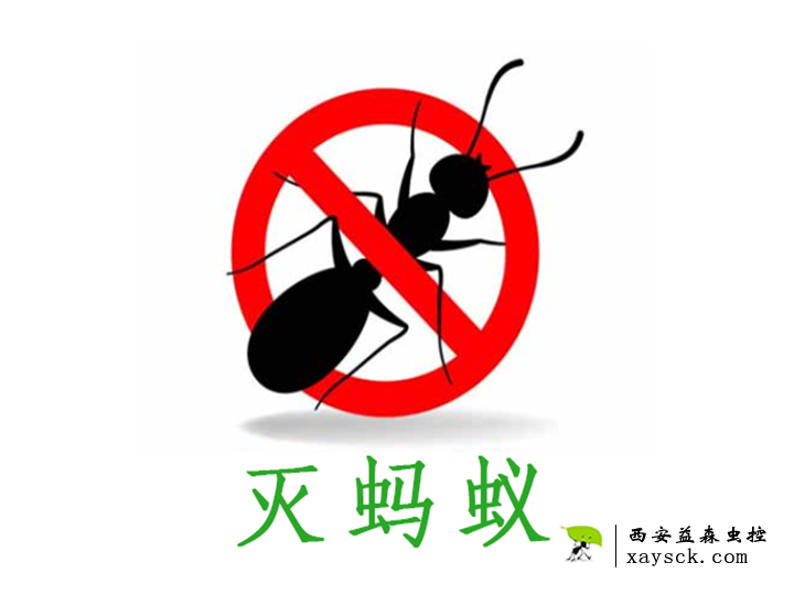 西安蚂蚁消杀丨习性丨预防