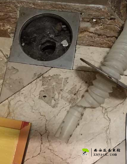 老鼠上来的通道丨洗衣机排水口