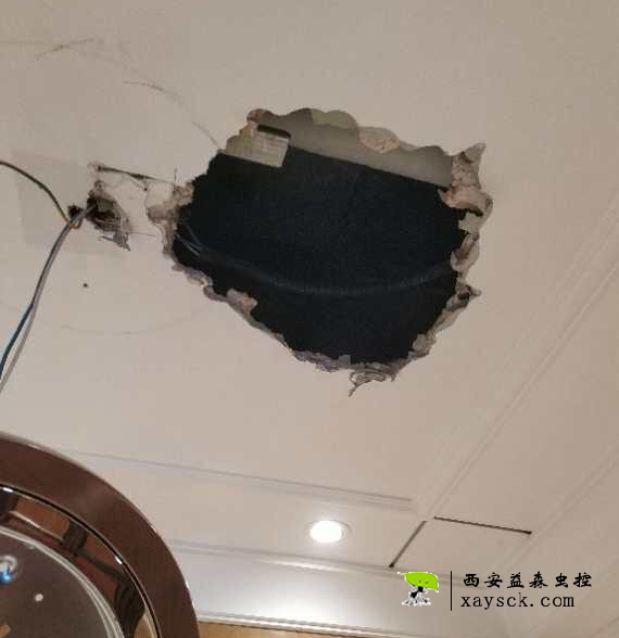 家里有老鼠丨老鼠从夹层进入